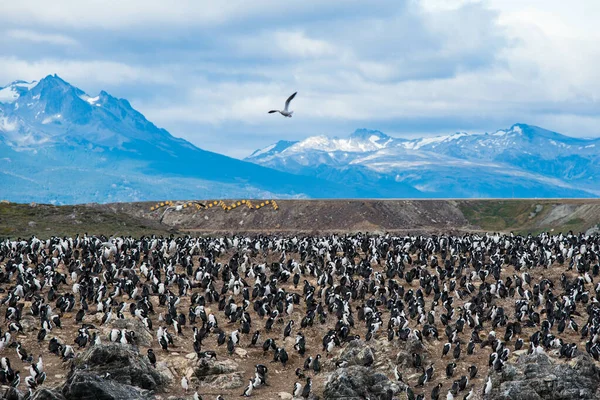 Los Cormoranes Aves Marinas Ushuaia Argentina Patagonia Tierra Fuego — Foto de Stock