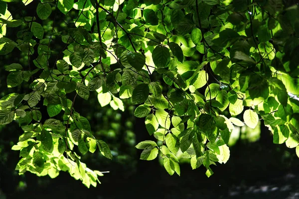 Closeup Seletivo Folhas Verdes Uma Árvore Uma Luz Ensolarada — Fotografia de Stock