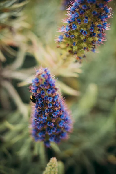 Colpo Verticale Bellissimo Fiore Viola Madeira Campo — Foto Stock