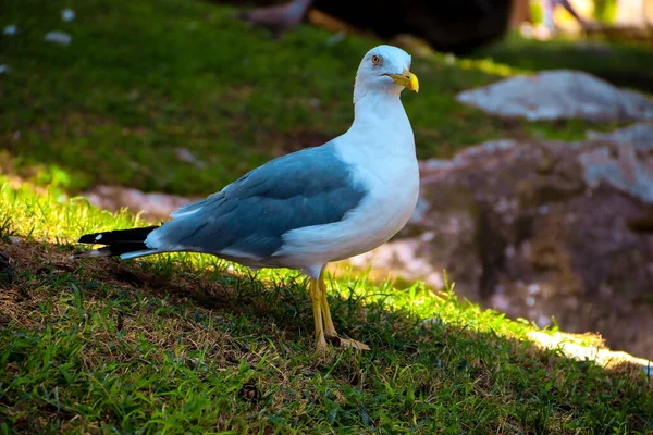 Vue Goéland Blanc Gris Debout Sur Herbe Dans Jardin Par — Photo