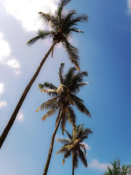蓝天中棕榈树的一个垂直的低角度的镜头 — 图库照片