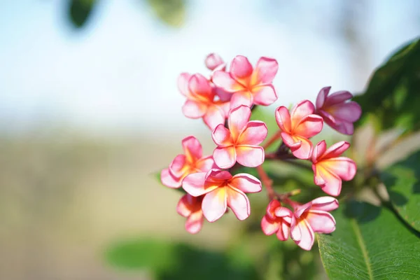 背景がぼやけている木の上で成長しているプルメリアの花のクローズアップ — ストック写真