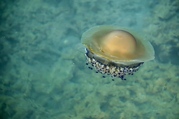 Plan Grand Angle Une Méduse Dans Une Mer Pendant Journée — Photo