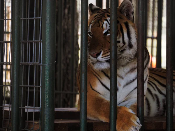 Tigre Majestoso Por Trás Malha Cedar Cove Feline Conservation Education — Fotografia de Stock