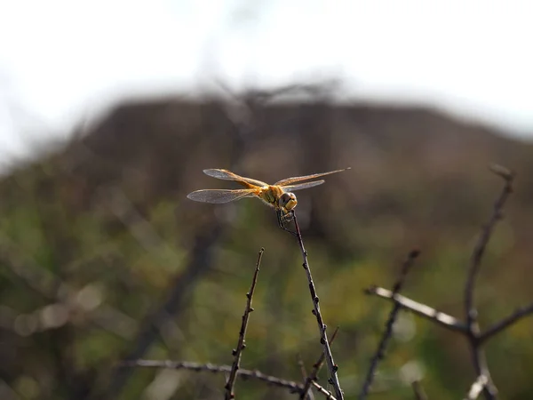 Closeup Shot Yellow Dragonfly Standing Edge Stick Front Hill — Stock Photo, Image