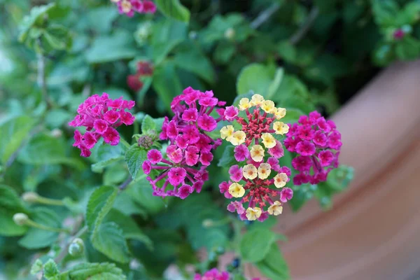 Une Mise Point Sélective Lantanas Pourpres Fleurs — Photo