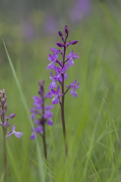 Svislý Záběr Krásné Langeovy Orchideje Venku — Stock fotografie