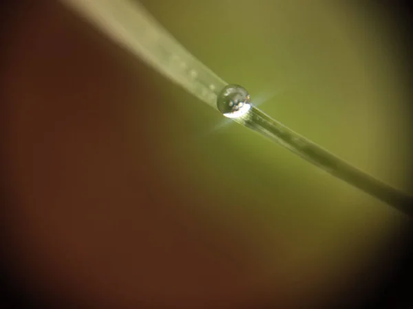 植物の葉の上の水滴の選択的な焦点ショット — ストック写真