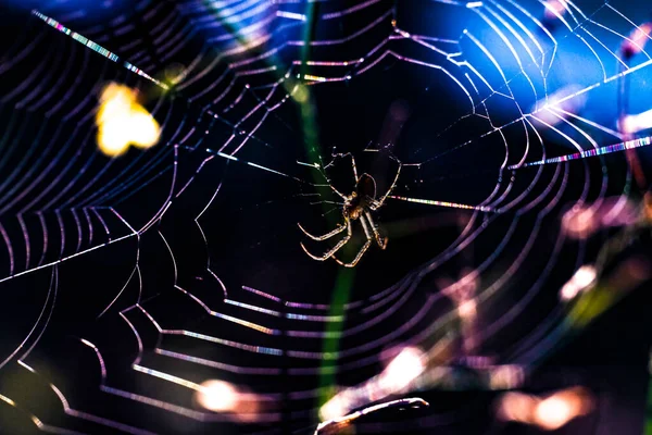 Uma Vista Panorâmica Uma Aranha Rastejando Sua Rede Fundo Embaçado — Fotografia de Stock