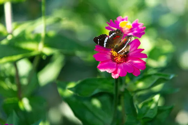 Closeup Shot Butterfly Flower — Stock Photo, Image