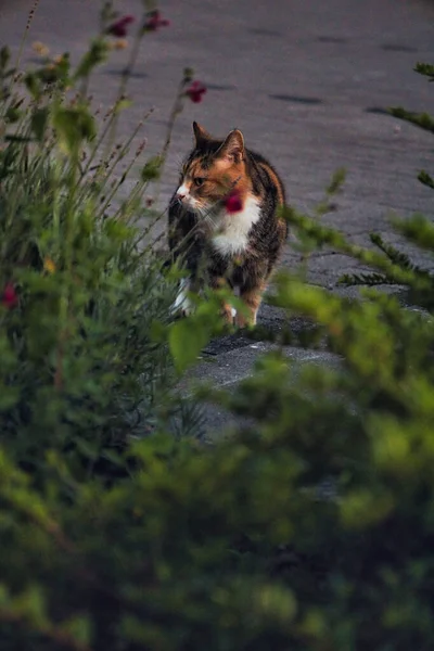 Eine Vertikale Aufnahme Einer Entzückenden Bunten Katze Auf Einem Bürgersteig — Stockfoto
