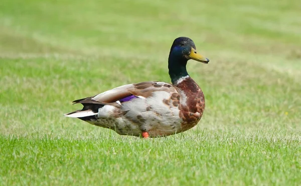 Pato Reais Caminhar Num Campo Relva — Fotografia de Stock