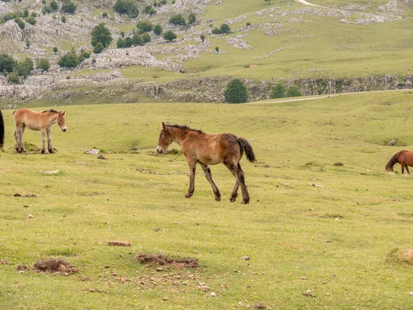 Καφέ Άλογα Βόσκουν Ένα Χορτώδες Χωράφι Στην Πλαγιά Ενός Βουνού — Φωτογραφία Αρχείου