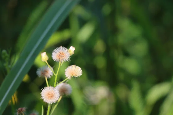 Closeup Wild Dandelion Plants Blurred Background — Stock Photo, Image