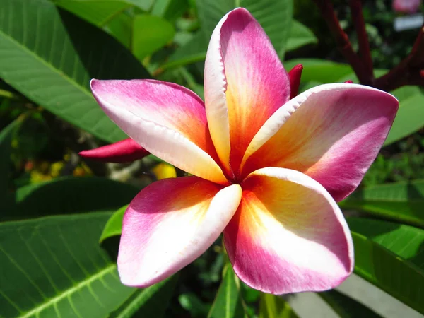 Primer Plano Flor Sydney Frangipani Jardín Botánico — Foto de Stock