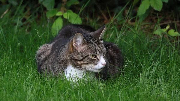 Gato Tabby Cinza Deitado Grama Verde — Fotografia de Stock