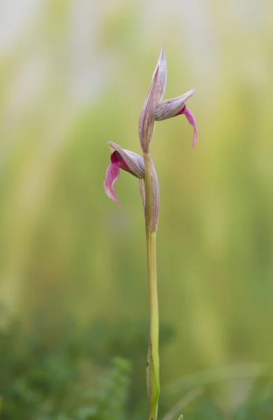 Pionowe Ujęcie Pięknej Orchidei Języka Zewnątrz — Zdjęcie stockowe