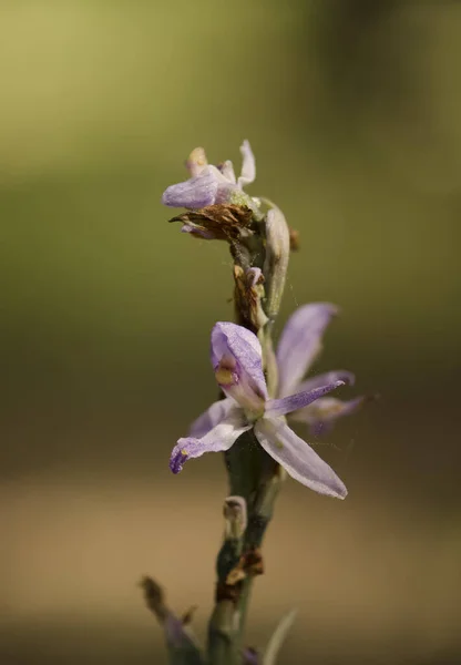Vertical Closeup Shot Blooming Flower Limodore Trabut — Stock Photo, Image