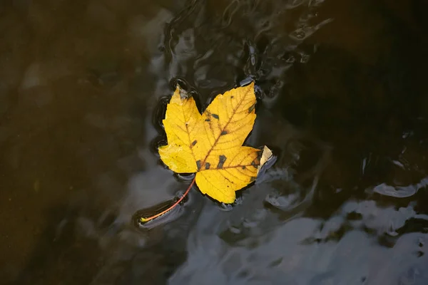 Closeup Shot Yellow Maple Leaf Lake — Stock Photo, Image