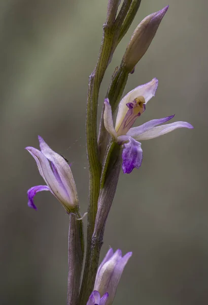 Vertikální Záběr Krásné Limodorum Trabutianum Orchidej Venku — Stock fotografie