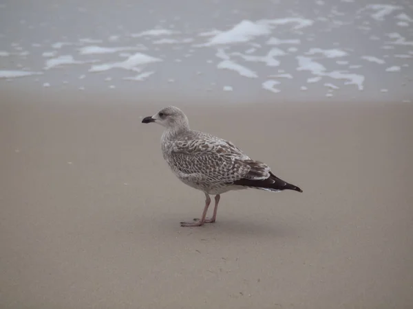 Close Uma Gaivota Arenque Europeia Costa Ilha Sylt Alemanha — Fotografia de Stock