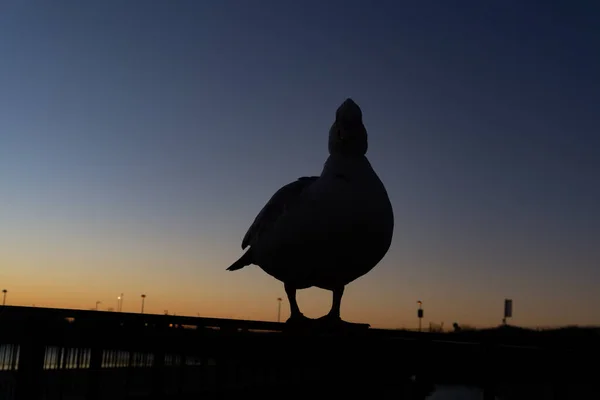 Gün Doğumunda Ördek Silueti Şehir Parkındaki Bir Gölün Çitlerine Tünemişti — Stok fotoğraf