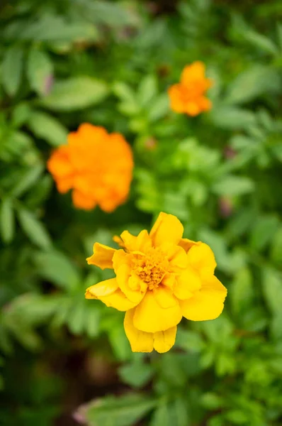 Tiro Focagem Selectiva Uma Flor Amarela Jardim — Fotografia de Stock