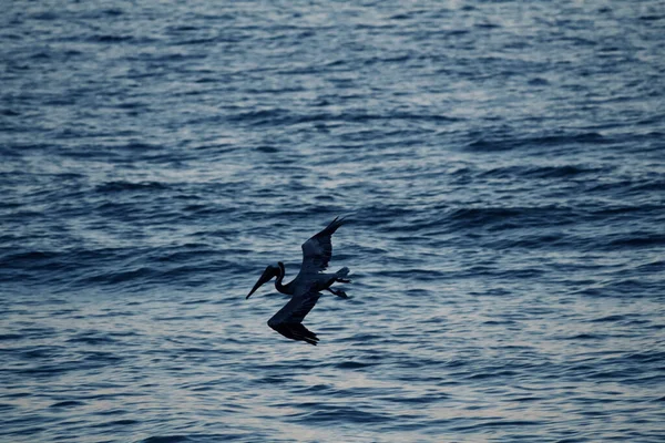 Una Splendida Vista Cormorano Che Sorvola Oceano — Foto Stock