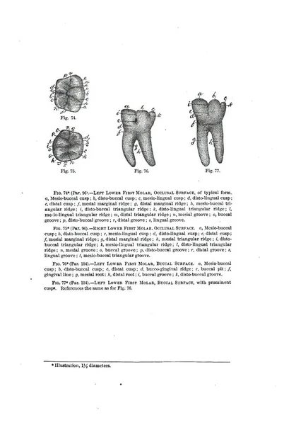 Eine Alte Anatomie Lehrbuchseite Aus Dem Jahrhundert Mit Zahnärztlichen Informationen — Stockfoto