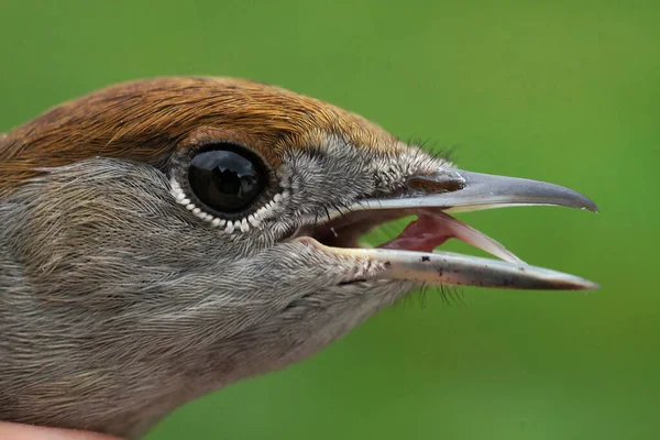 Primo Piano Dettagliato Sulla Testa Uccello Berretto Nero Eurasiatico Sylvia — Foto Stock