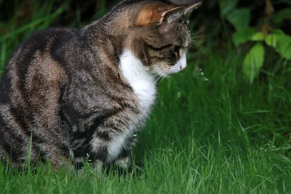 Die Grau Gestromte Katze Auf Dem Grünen Gras — Stockfoto