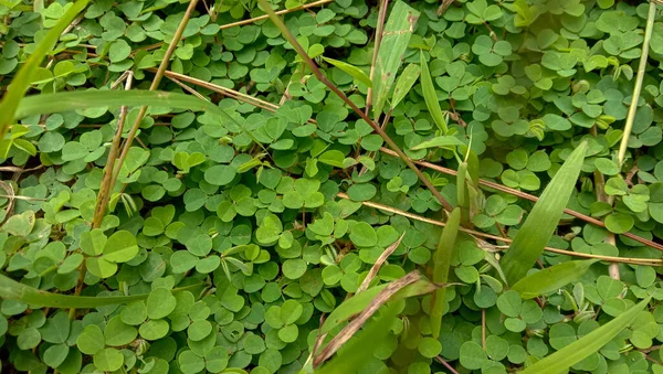 Een Close Van Groene Bladeren Voor Saint Patrick Day Wordt — Stockfoto