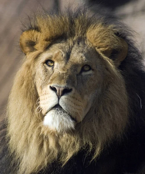 Ένα Κάθετο Κοντινό Πορτραίτο Αρσενικού Λιονταριού — Φωτογραφία Αρχείου