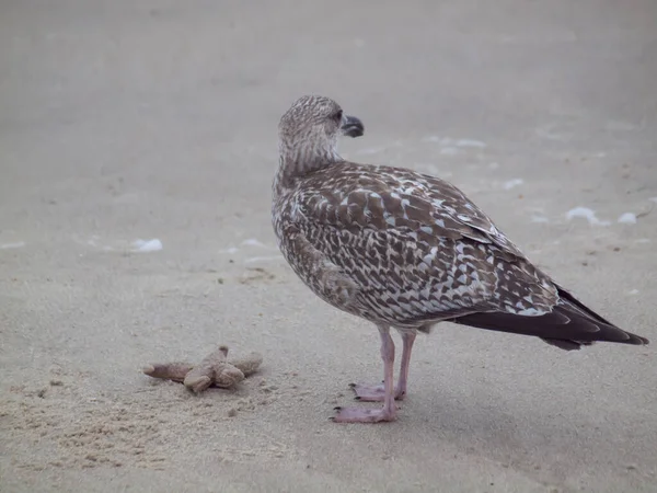 Ensam Europeisk Sillmås Sandstranden Sylt Island Tyskland — Stockfoto