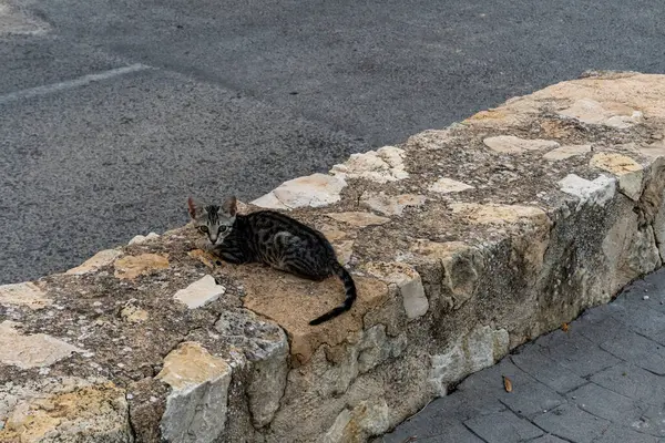 Chaton Errant Assis Sur Une Surface Béton Extérieur — Photo