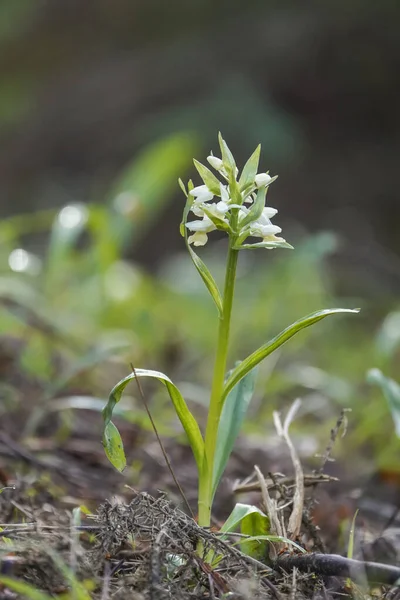 Güzel Bir Dactylorhiza Insularis Orkidesinin Dikey Çekimi — Stok fotoğraf