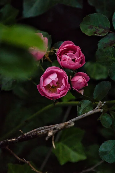 Ένα Κάθετο Κοντινό Πλάνο Ανθισμένα Ροζ Τριαντάφυλλα — Φωτογραφία Αρχείου