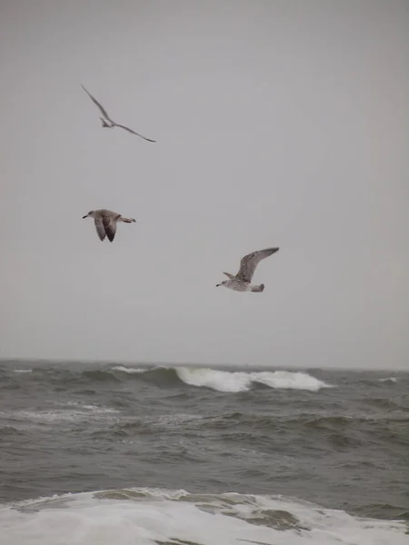 Gruppo Gabbiani Aringhe Europei Che Volano Sul Mare Tempestoso Isola — Foto Stock