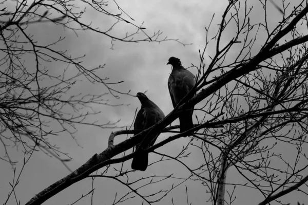 Ένα Μονόχρωμο Πλάνο Δύο Πουλιά Σκαρφαλωμένα Ένα Γυμνό Κλαδί Δέντρου — Φωτογραφία Αρχείου