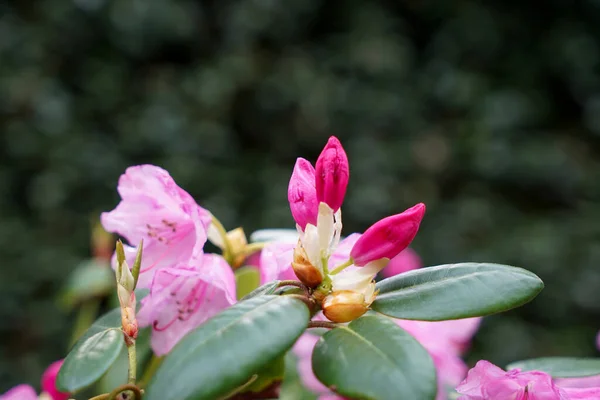 Eine Selektive Fokusaufnahme Von Rhododendronblumen Garten Bokeh — Stockfoto