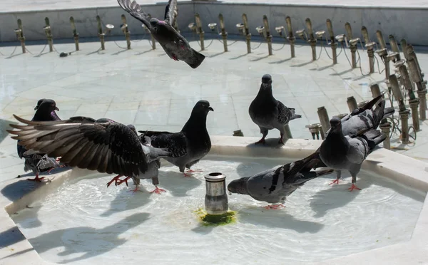 분수에서 연못에서 마시고 비둘기들의 — 스톡 사진