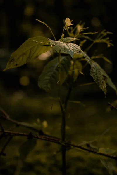 背景がぼやけた緑の植物の垂直ショット — ストック写真