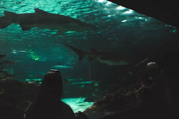 大きな水族館で泳ぐサメを眺める人々の風景 — ストック写真