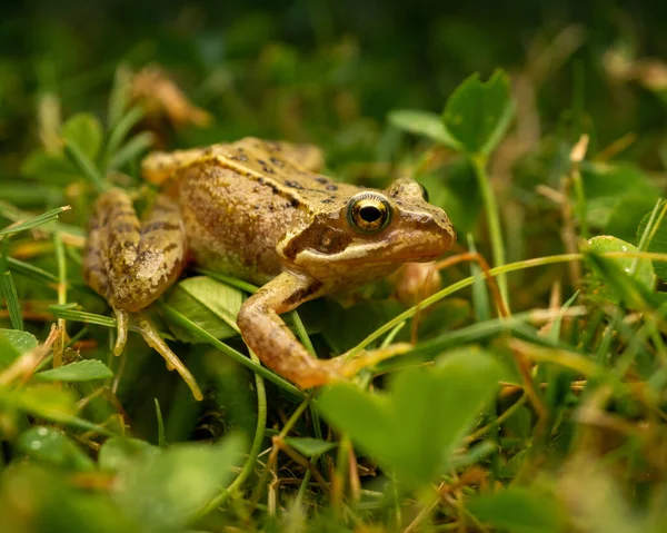 草の上に立っている黄色のカエルの選択的な焦点ショット — ストック写真