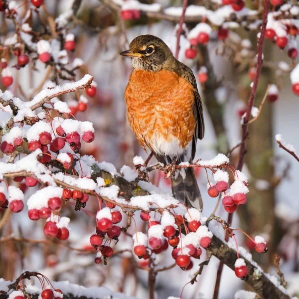 American Robin, Turdus migratorius, looking grumpy at the camera, facing while standing on snow covered crab apple tree