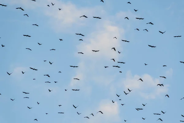 Велика Група Чорних Птахів Літає Тлі Похмурого Блакитного Літнього Неба — стокове фото