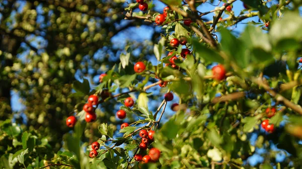 Gros Plan Baies Aubépine Sur Une Branche — Photo