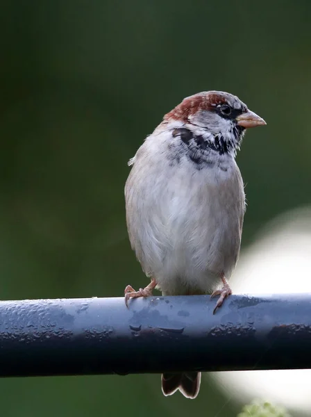 Vertical Shot Cute Small Sparrow Bird Sitting Iron Rod — Stock Photo, Image