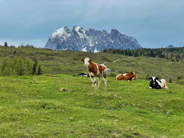 Otlayan Sığırları Olan Güzel Bir Dağ Çayırı — Stok fotoğraf