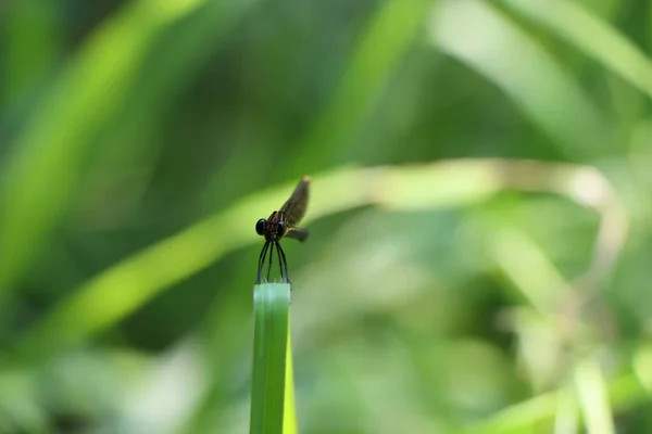 Nahaufnahme Einer Kleinen Libelle Die Auf Einem Blatt Sitzt — Stockfoto